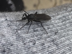 Bibionidae