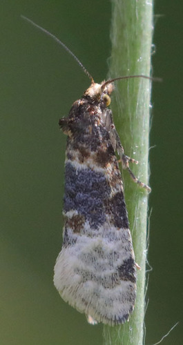 Aethes vachelliana