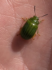Calomela pallida