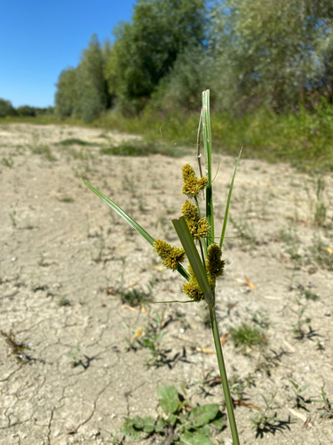 clustered flatsedge