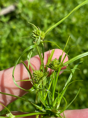 Cyperus michelianus