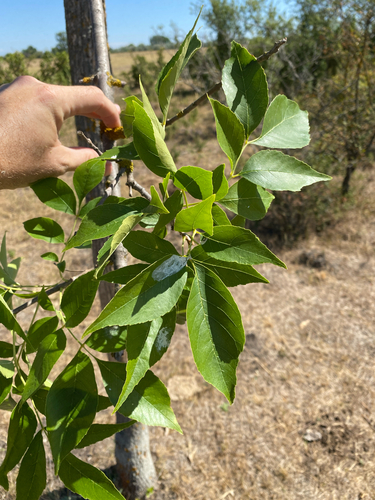 green ash