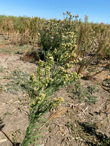 tropical horseweed