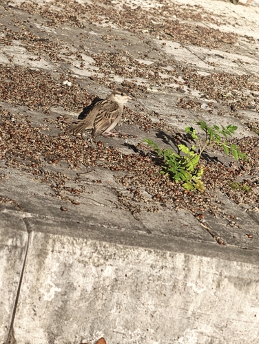 House Sparrow