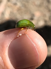 Calomela pallida