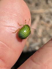 Calomela pallida