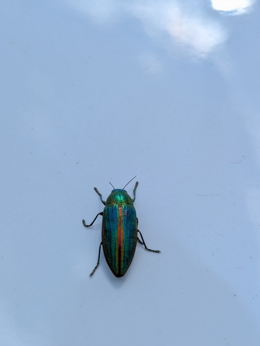 iNaturalist observation photo of Golden Buprestid Beetle
