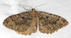 Triphosa californiata