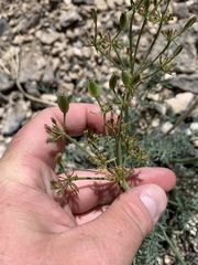 Lomatium parryi