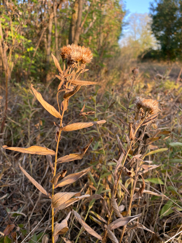Pentanema germanicum