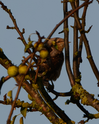 Eurasian Wryneck