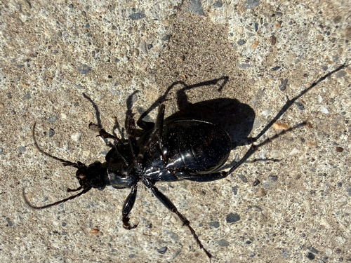 Bronze Ground Beetle