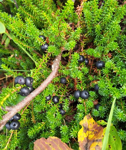 black crowberry