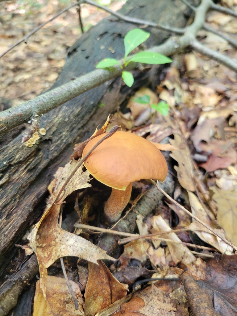 Ashtray Bolete · August 2026 · photo: Photo: no rights reserved · iNaturalist