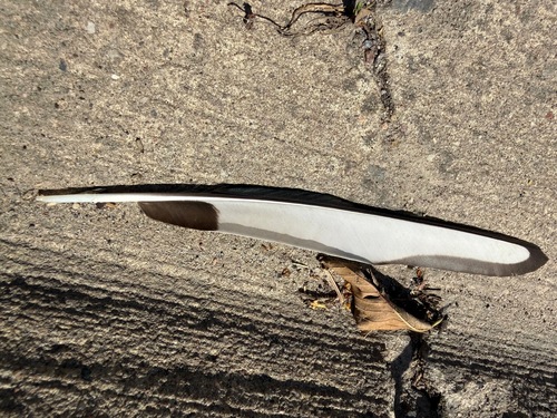 Black-billed Magpie