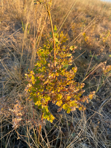 Lesser Meadow-rue