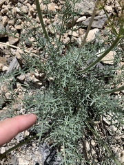 Lomatium parryi