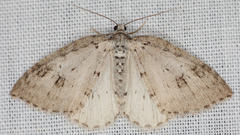 Venusia duodecemlineata