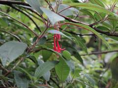Fuchsia boliviana luxurians