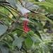 Fuchsia boliviana luxurians - Photo (c) Jacqui Geux, algunos derechos reservados (CC BY), subido por Jacqui Geux