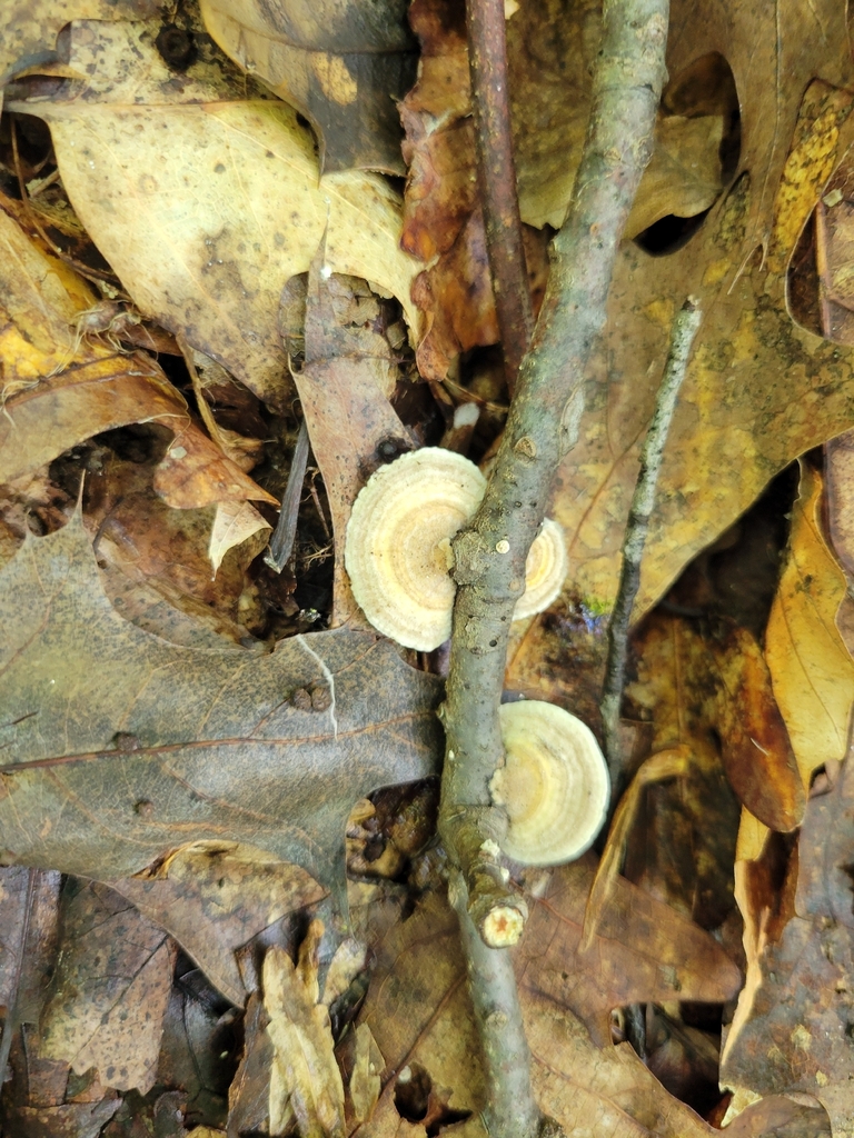 Gilled Polypore · August 2026 · photo: Photo: no rights reserved · iNaturalist