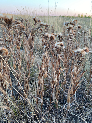 Pentanema germanicum