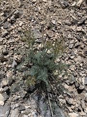 Lomatium parryi