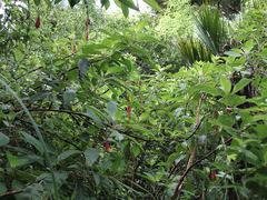Fuchsia boliviana luxurians