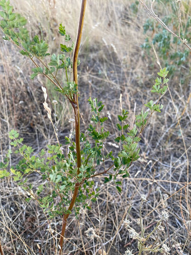 Lesser Meadow-rue