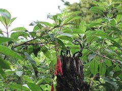Fuchsia boliviana luxurians