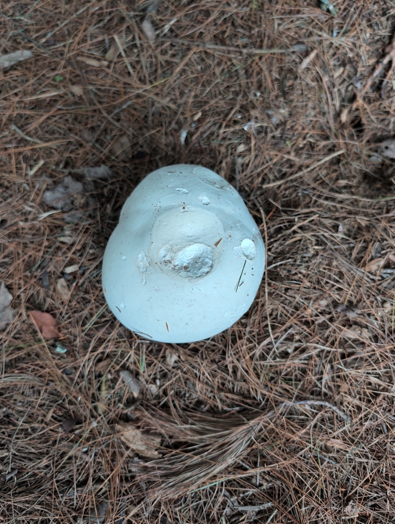 giant puffball · August 2026 · photo: Photo: (c) ewransky, some rights reserved (CC BY-SA) · iNaturalist