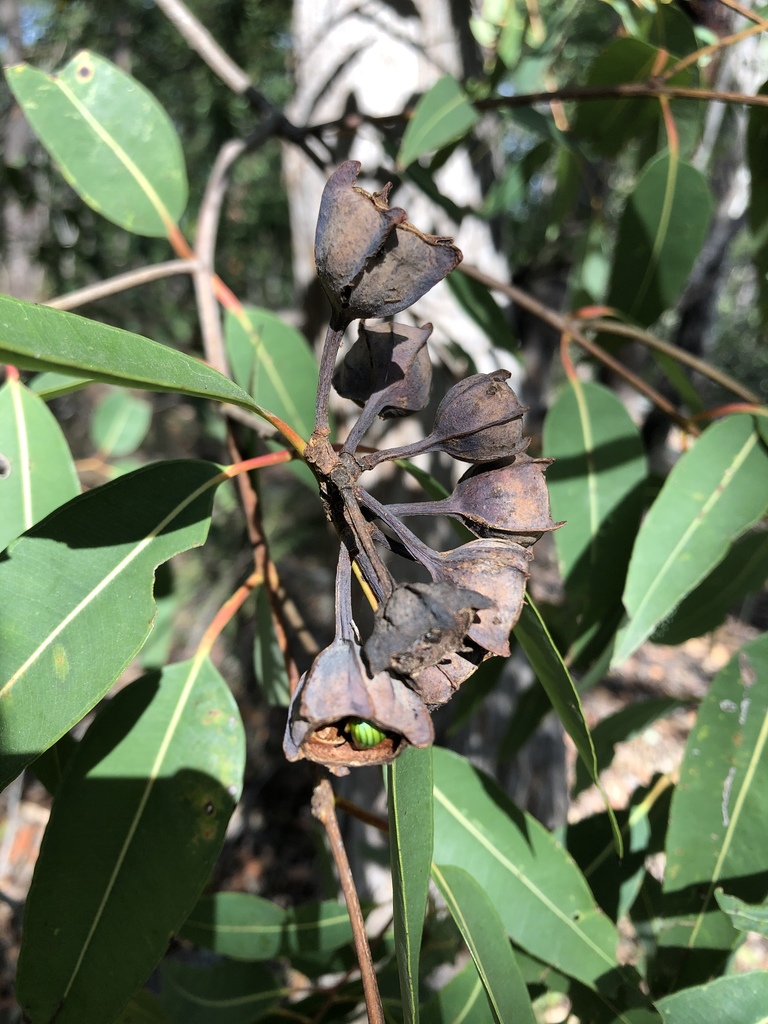 Angophora woodsiana (Angophora woodsiana)