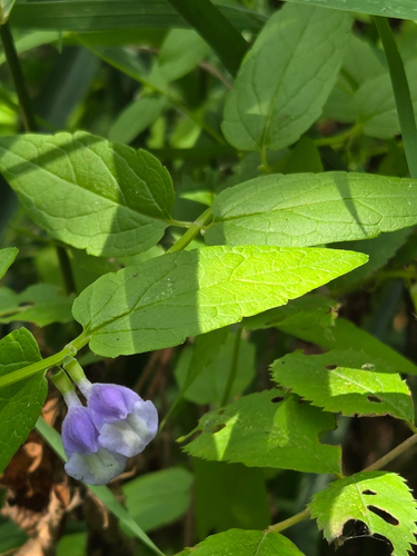 Marsh Skullcap
