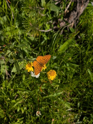 iNaturalist observation photo of Mormon Fritillary