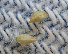 Plagiobothrys scouleri