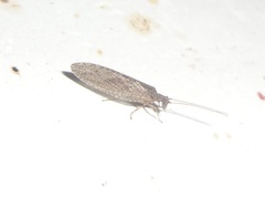 Micromus subanticus