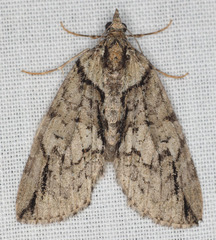 Hydriomena edenata