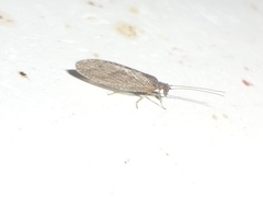 Micromus subanticus
