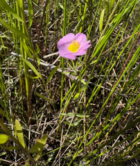 Sabatia kennedyana