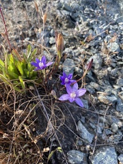 Brodiaea stellaris