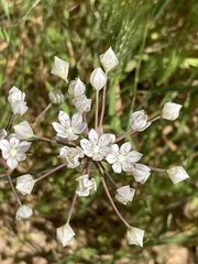 Allium hyalinum