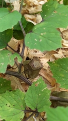 author not stated, no rights reserved Physalis cordata, photograph author not stated, no rights reserved