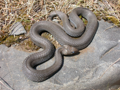grass snake