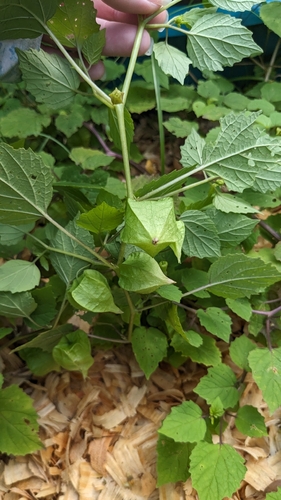 Physalis cordata, photograph 5