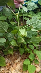author not stated, no rights reserved Physalis cordata, photograph author not stated, no rights reserved