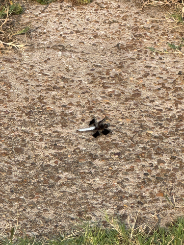 Common Whitetail