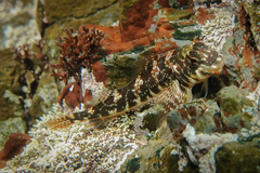 Bellapiscis lesleyae