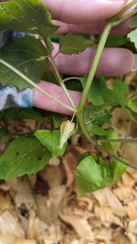 Physalis cordata, photograph 6