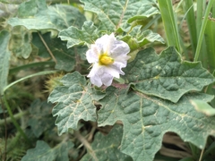 Solanum campechiense