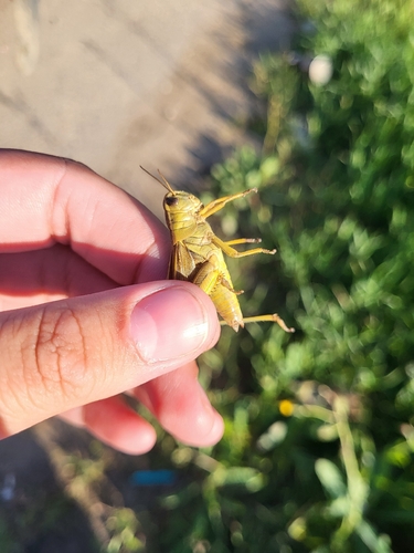 Two-striped Grasshopper